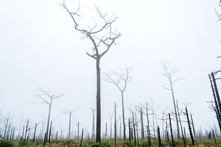 Dried trees in the winter at Mysterious forest with a view of fo, a Nature Photo by Casanowe-studio