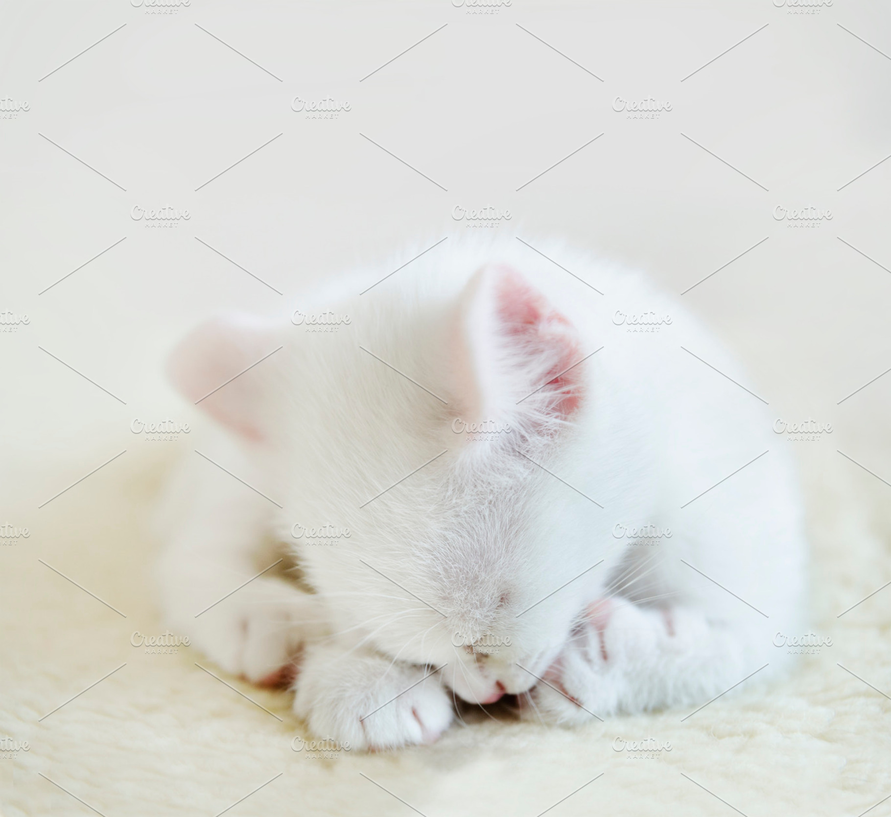 White cat cute kitten animal, an Animal Photo by hitdelight