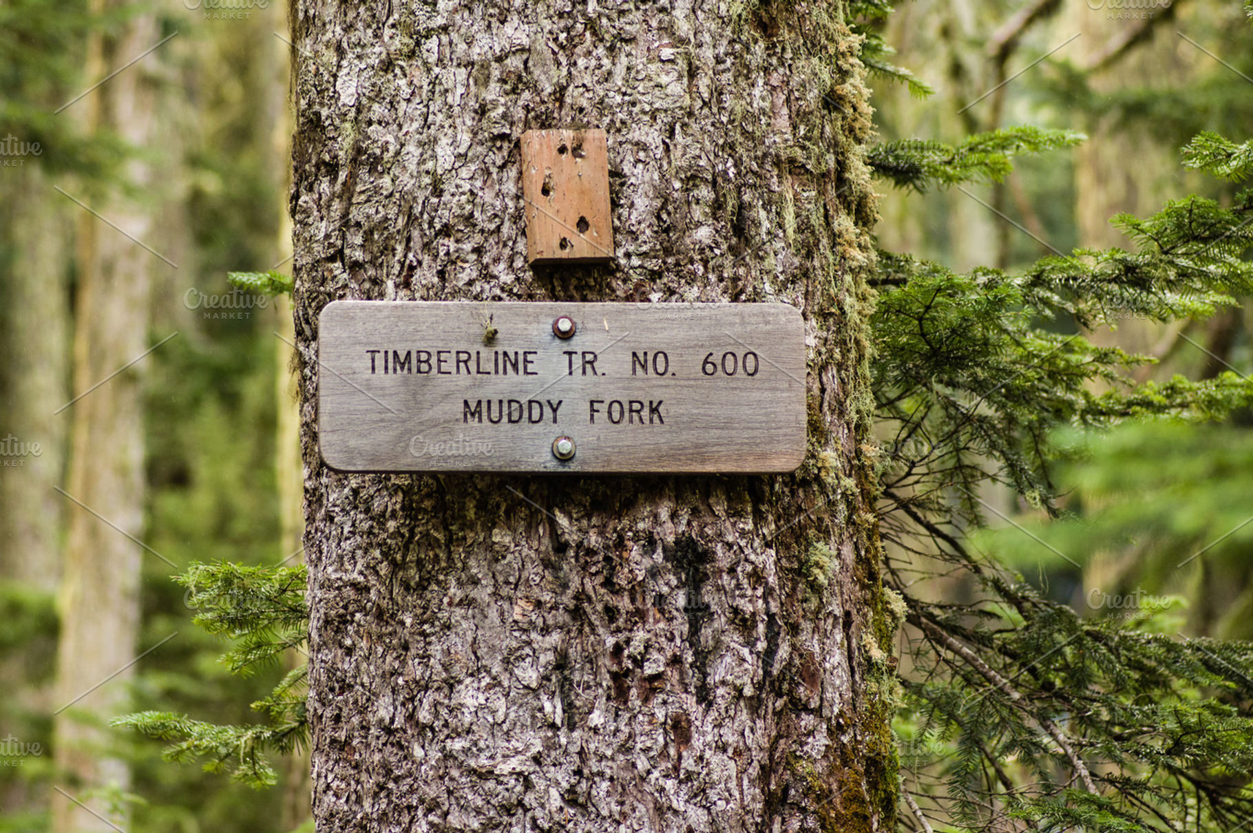 Sign post for trail 600 muddy fork stock photo containing cascade mountains, a Nature Photo by Zigzag Mountain Art