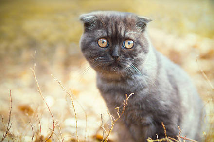 Cute scottish fold kitten featuring scottish, fold, and funny, an Animal Photo by PavelKant