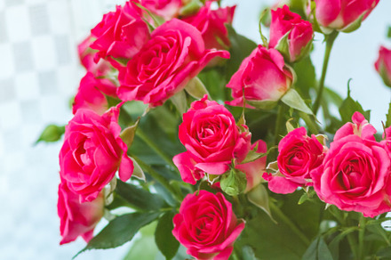 background of the many delicate little pink roses, a Nature Photo by TanaCh