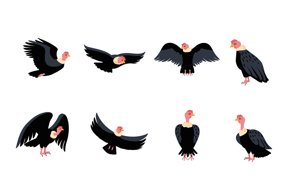 Condor Bird Illustration Set