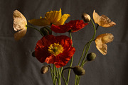 Poppies in Red Glass Vase, a Photo by This For There (Thumbnail 1 of 11)
