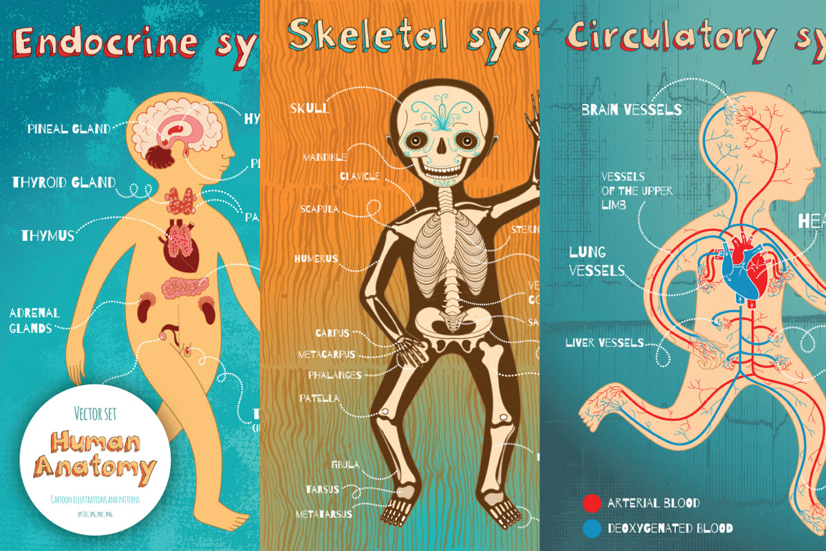 Human Anatomy for kids, an Education Illustration by Shusha Guna Art (Photo 3 of 9)