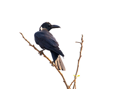 Image of crows on a branch. Birds., an Animal Photo by yod67