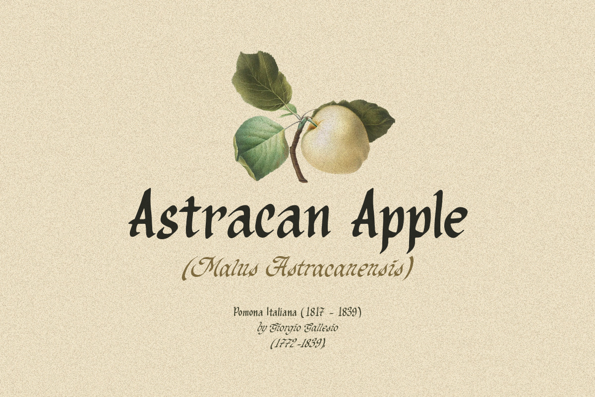 Organic Antique - Blackletter Fonts, a Blackletter Font by Sarid Ezra (Photo 3 of 10)