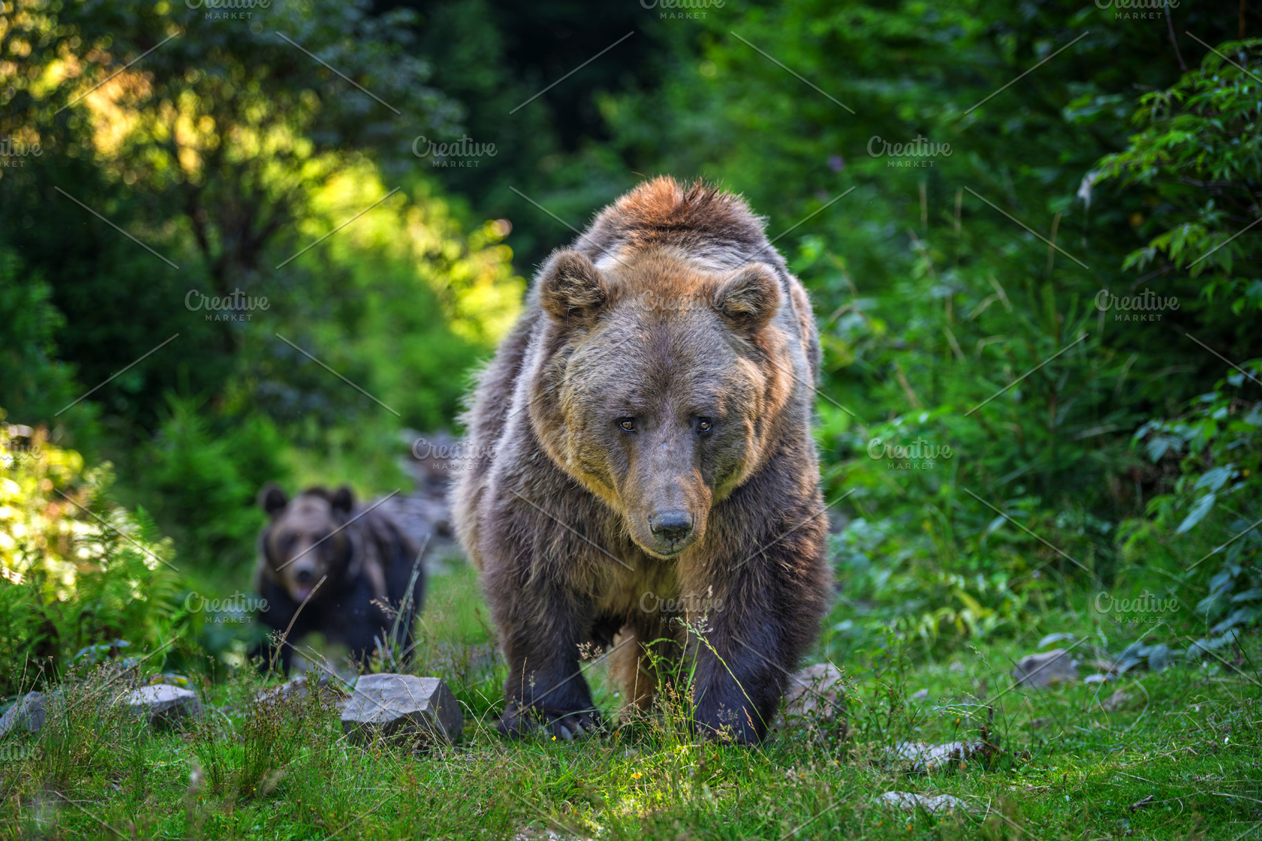 Bear in forest, an Animal Photo by Byrdyak