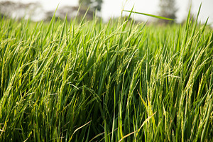 Rice and rice fields containing agriculture, asia, and asian