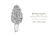 6 Graphite Gourmet Wild Mushrooms, a Food Illustration by Miriam Figueras (Thumbnail 2 of 3)