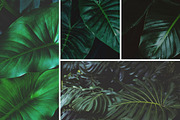 Tropical Leaves Bundle, a Nature Photo by René Jordaan Photography (Thumbnail 5 of 6)
