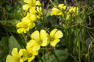Oxalis pes-caprae,, a Nature Photo by Imaginarium