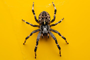 143 Spiders, an Animal Photo by Handmadefont (Thumbnail 6 of 16)