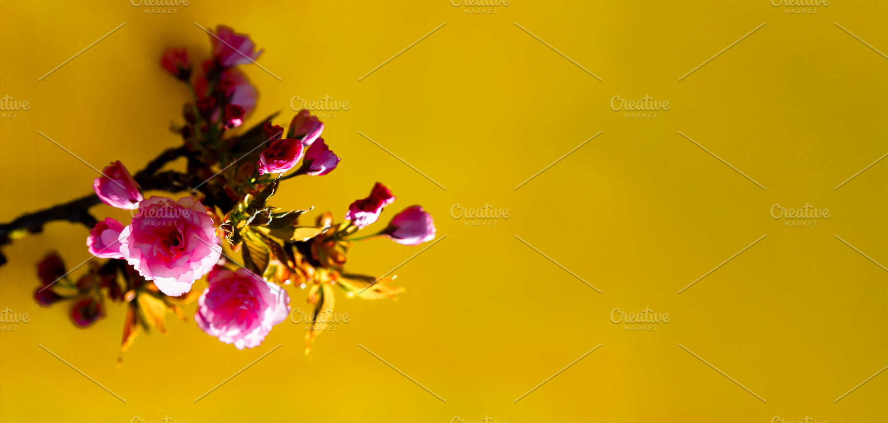 Cherry blossom branch with vivid pink flowers and buds highlight, a Nature Photo by Ales Munt