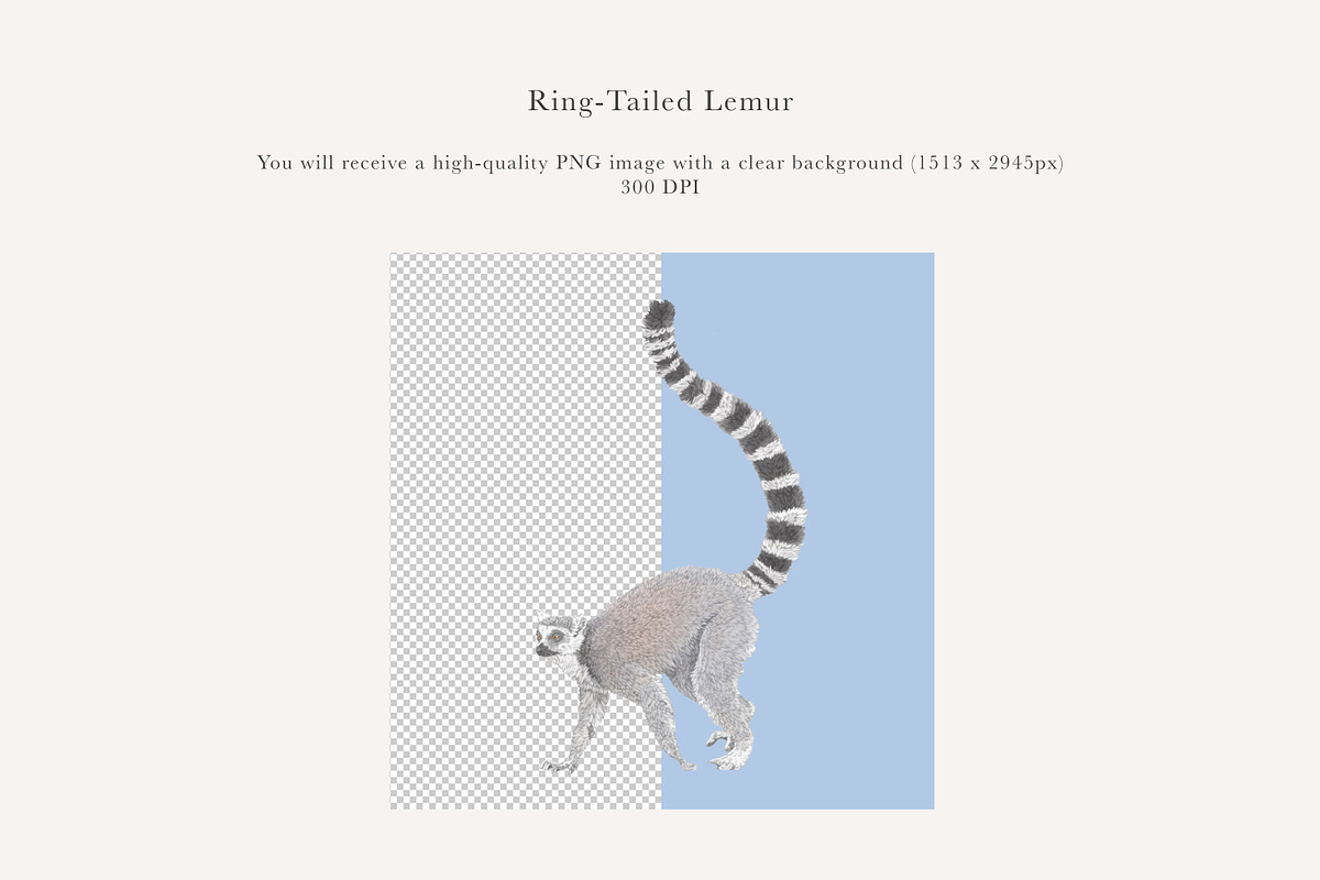 Ring-Tailed Lemur Illustration - PNG, an Animal Illustration by LaurenFittonIllustration (Photo 2 of 8)