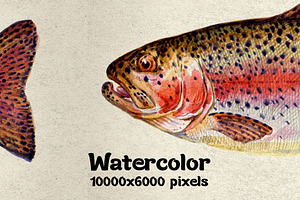 Rainbow Trout, Watercolor.