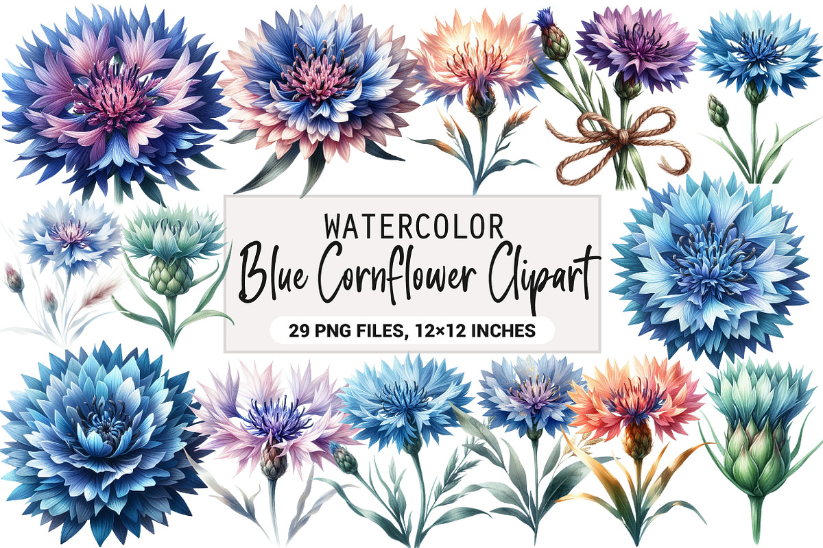 Blue Cornflower Clipart, an Illustration by DreamArtGraphic (Photo 1 of 6)