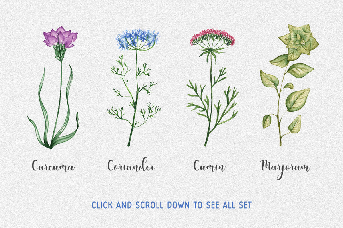 20 watercolor herbs set, a Food Illustration by Chelovector (Photo 2 of 3)