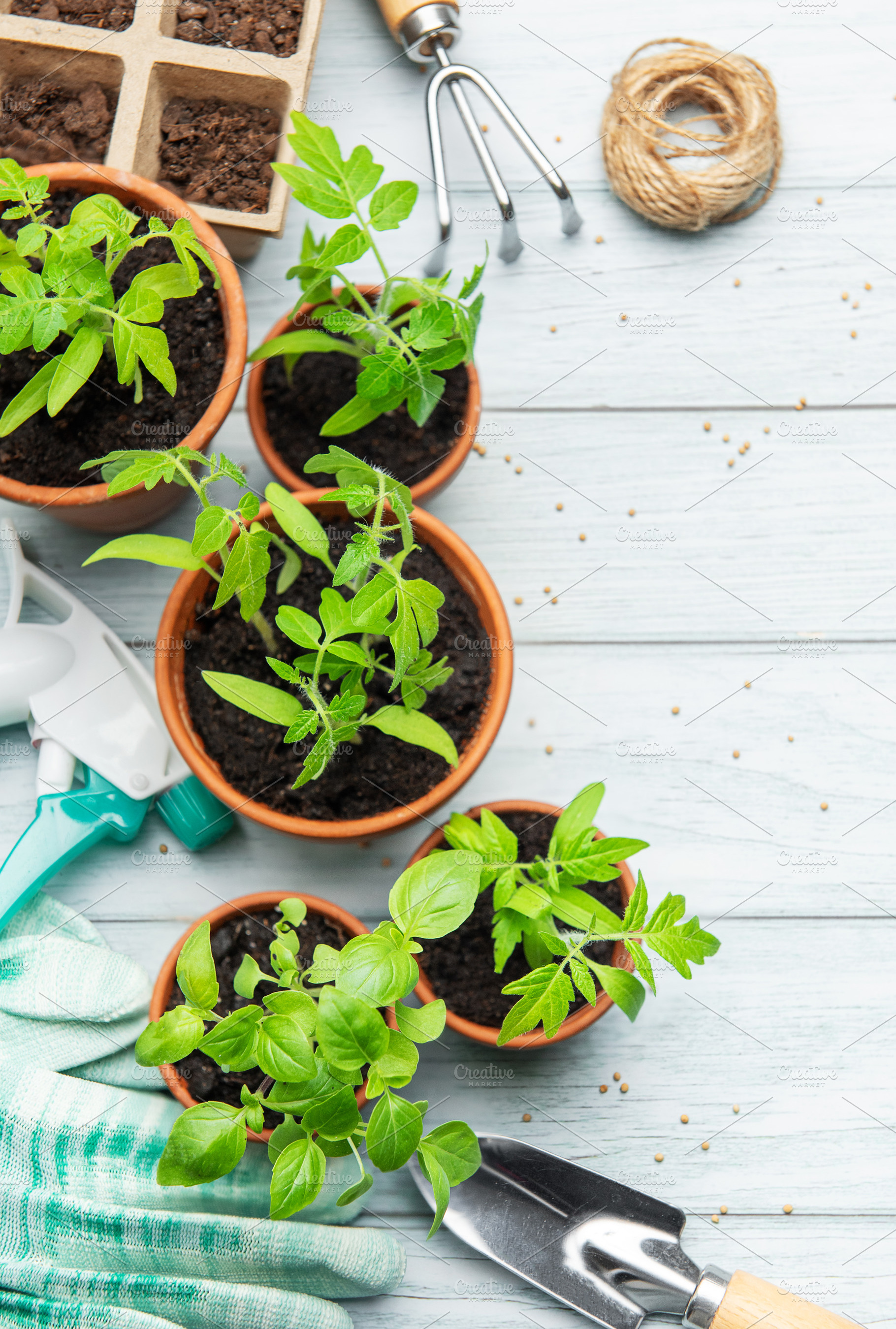 Gardener preparing seedlings and gardening tools on a wooden tab, a Food & Drink Photo by Olena Rudo