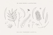Australian Botanical Illustrations, a Decorative Illustration by rouxsupplyco (Thumbnail 4 of 13)