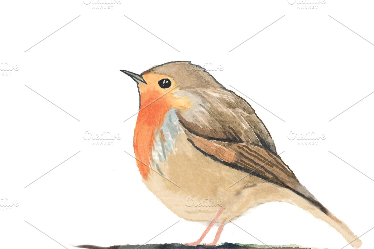 Robin Watercolour, an Illustration by WeavaBird