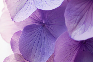 Beautiful purple hydrangea blossoms, a Photo by Beautiful things