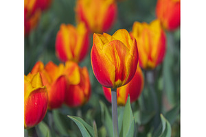 Bicolored red and yellow tulips in