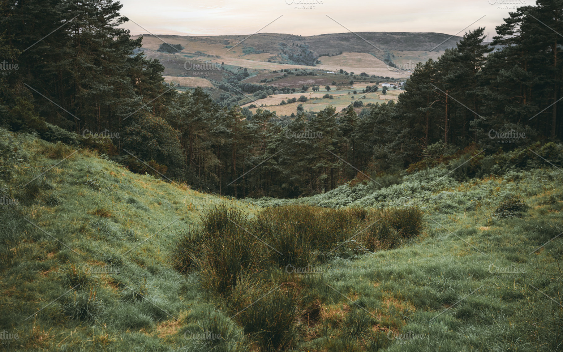 Green valley and pine forest, a Nature Photo by SkyNext