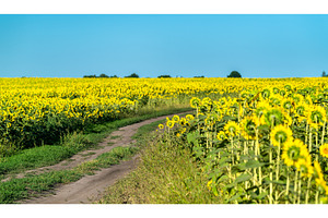 Dirt road in a sunflower field in containing sunflower, blossom, and sky, a Nature Photo by Leonid Andronov