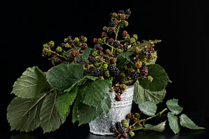 bouquet of blackberry 