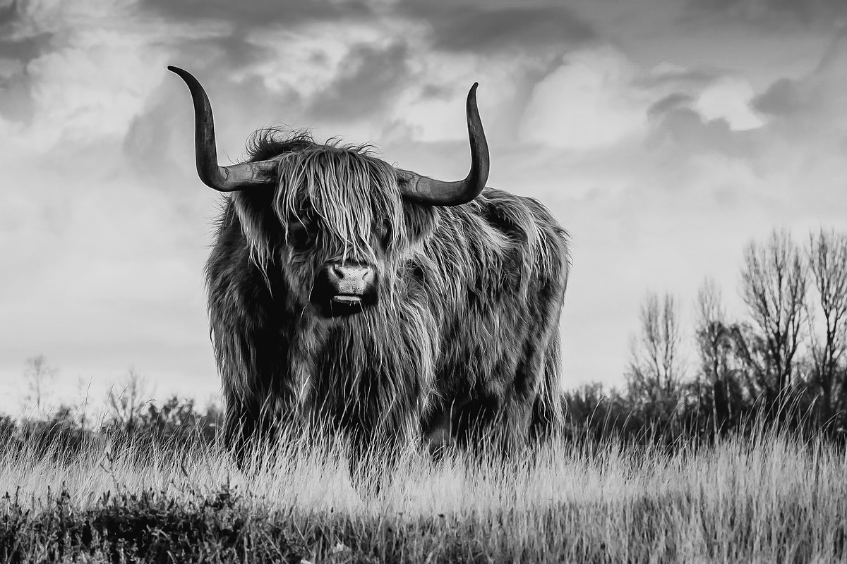 Black and White Lightroom Presets, an Action Add-On by Madison Colt Studios (Photo 5 of 15)