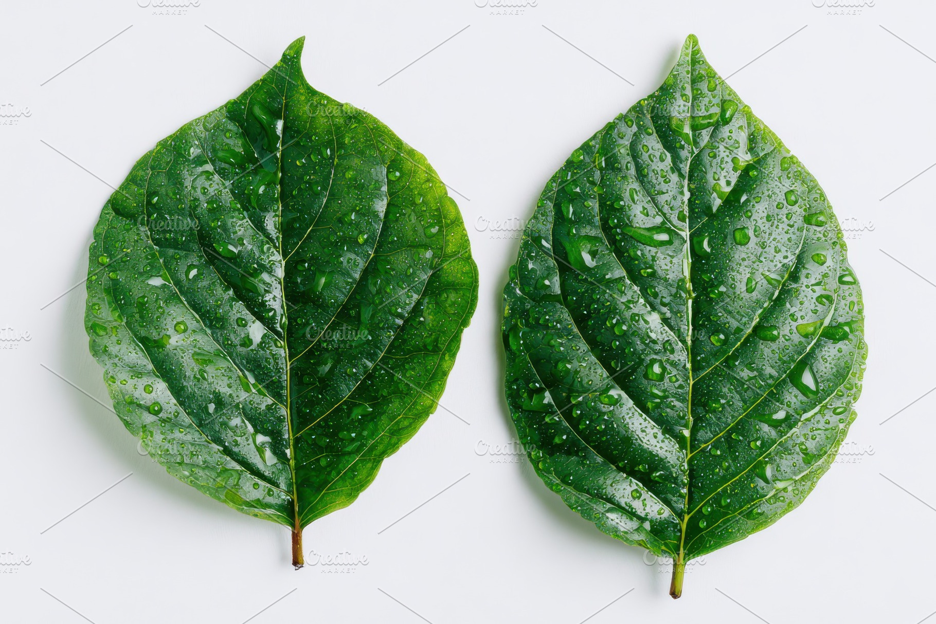Dewdrops on Two Green Leaves Nature, a Photo by Pixeness Studio