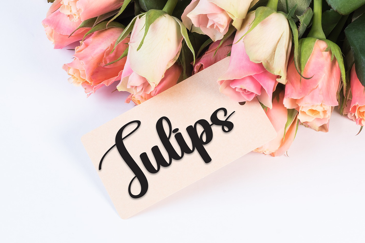 Monkista | Script Font, a Handwritten Font by Scratchones (Photo 4 of 9)