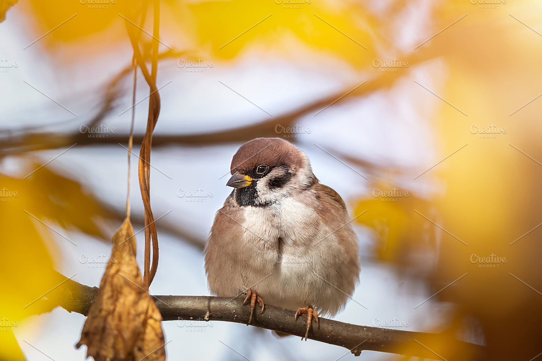closeup of a House sparrow standing, an Animal Photo by AlexBush