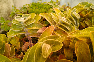 Pale green plants at outoords apartment yard, a Nature Photo by DanFLCreativo