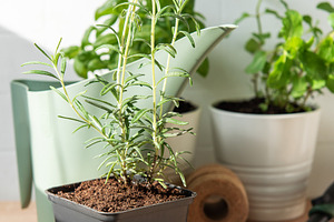 Rosemary herb plant growing in home garden pot, a Nature Photo by Olena Rudo