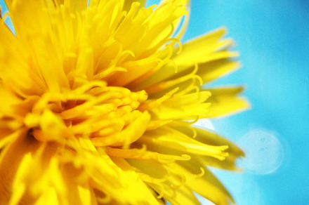 Macro plants, flower power