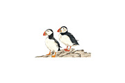 Puffins Seabird  paintings clipart, an Illustration by Doggy Days (Thumbnail 4 of 6)