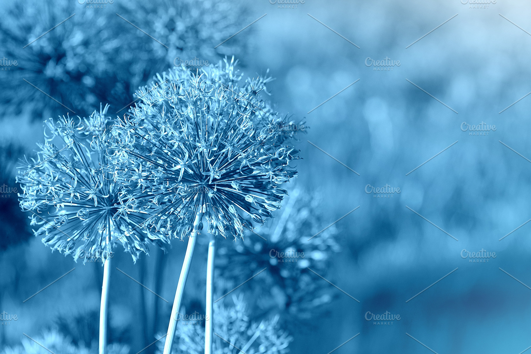 Beautiful spring pattern background stock photo containing allium and ball, a Nature Photo by Vaivirga
