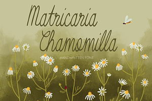 Matricaria Chamomilla Script