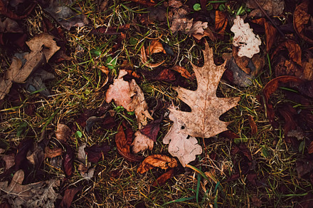 Dry leaves on the ground in autumn, cold weather and fall season, a Photo by Anneleven