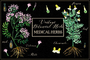 Vintage botanical medical plants, a Healthcare Illustration by LABFcreations (Thumbnail 6 of 6)