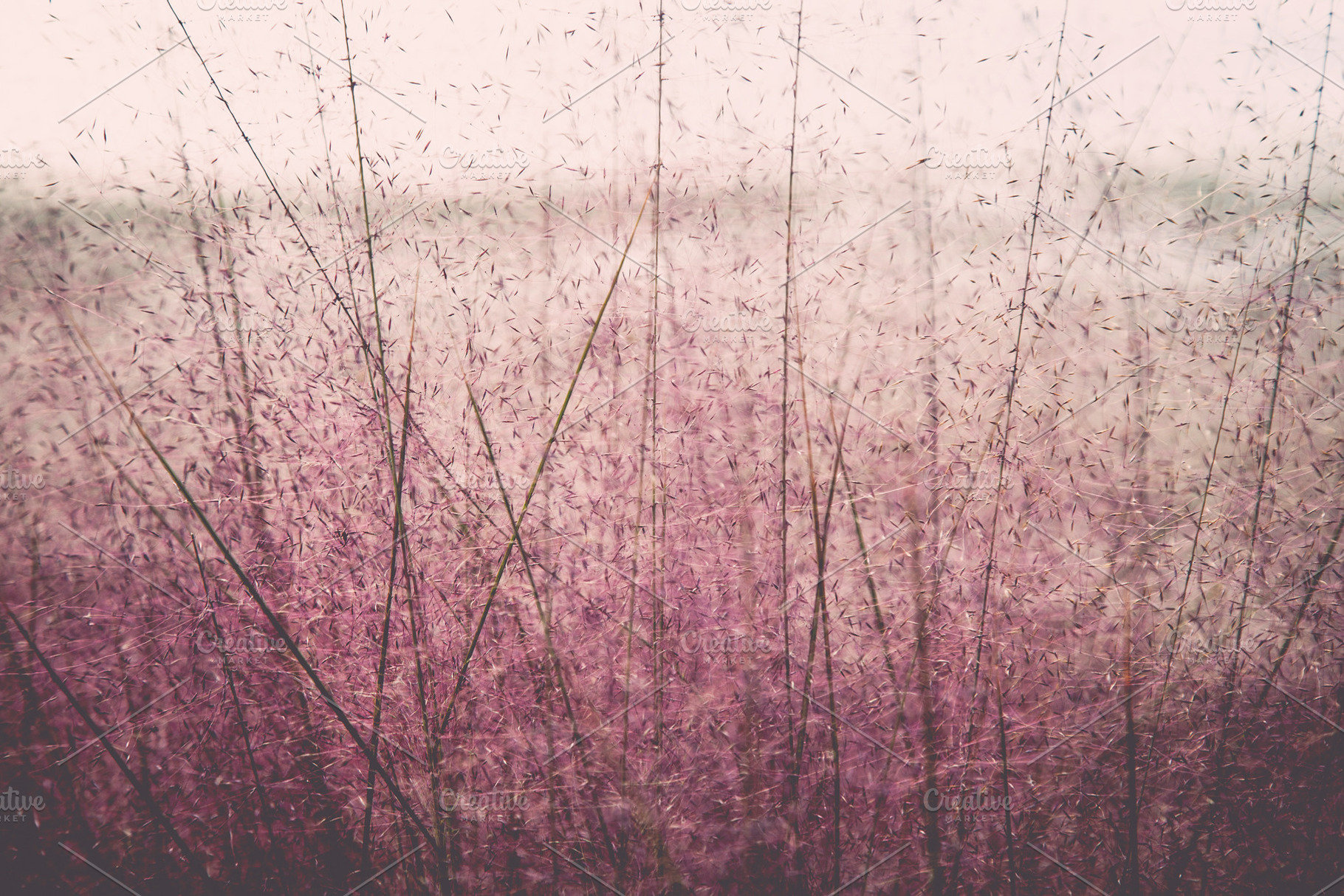 iseeyouphoto pink grass, a Nature Photo by ISEEYOUPATTERN