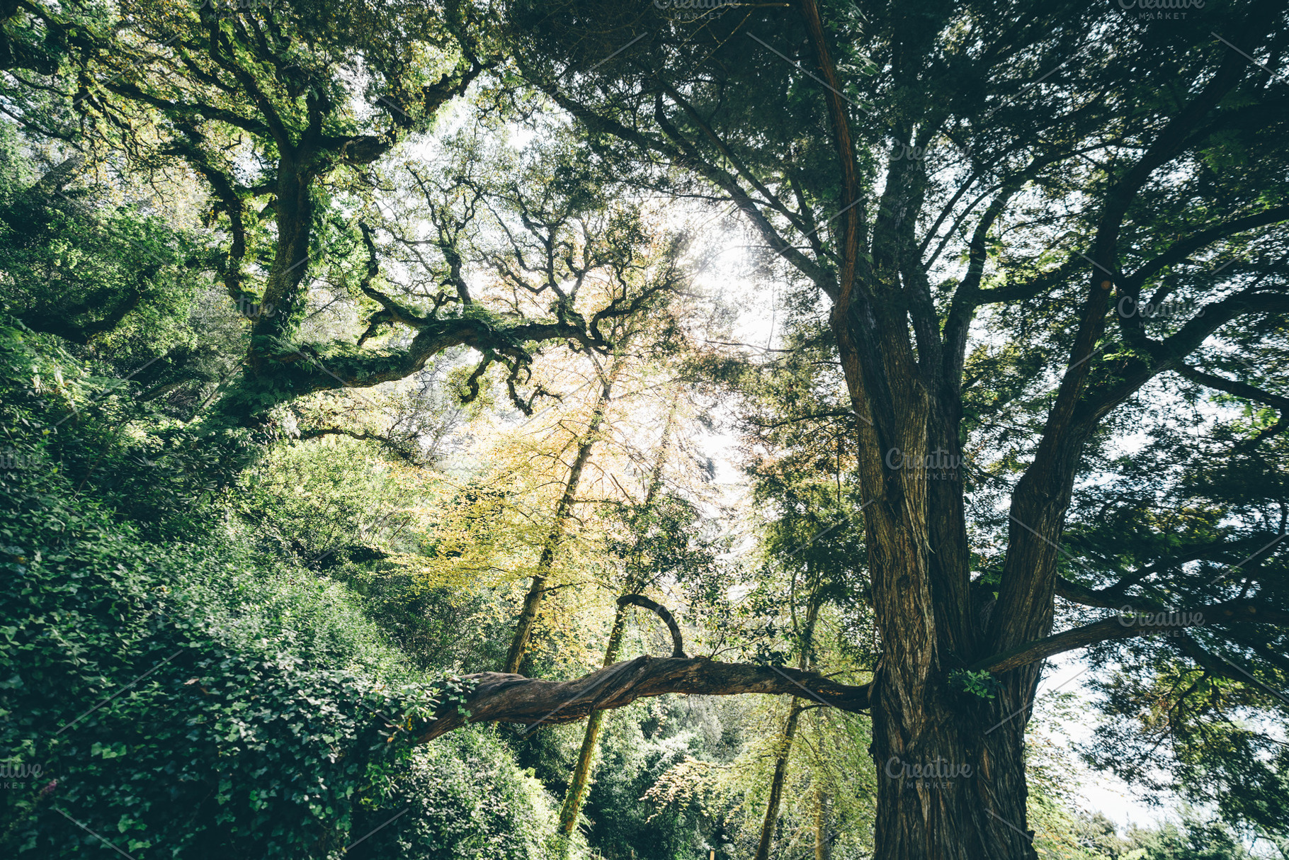 Sunlit forest with tall trees, a Nature Photo by SkyNext