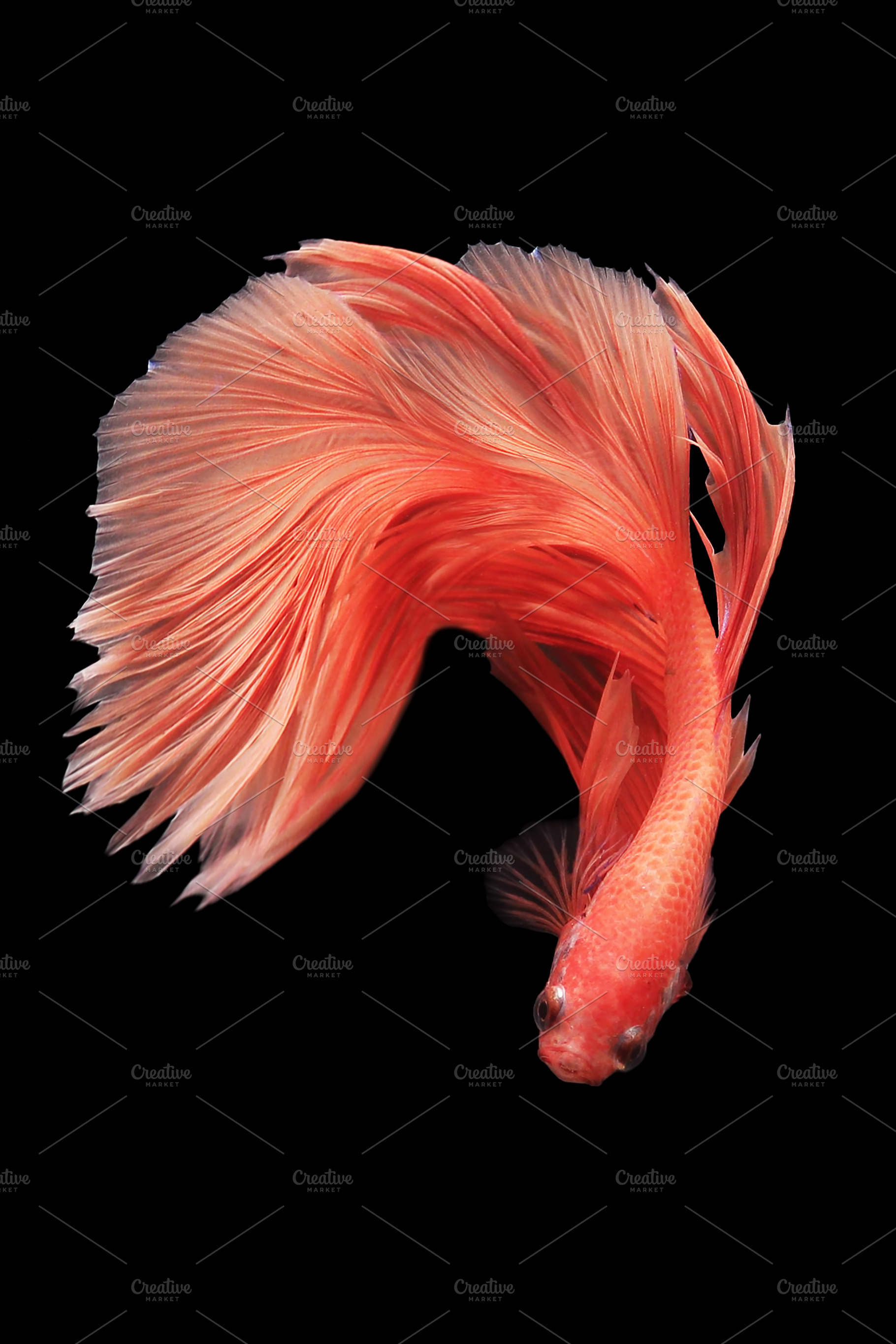 Colourful betta fish stock photo containing aggressive and animal, an Animal Photo by roni kurniawan