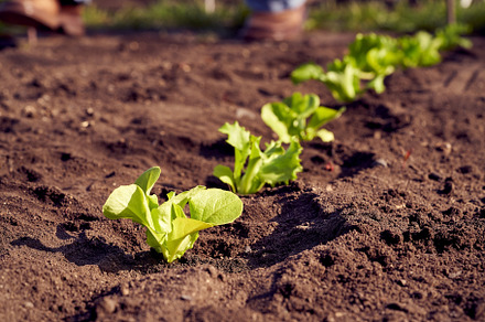 Young lettuce seedlings growing outdoors in a garden, a Food & Drink Photo by Madeleine Steinbach