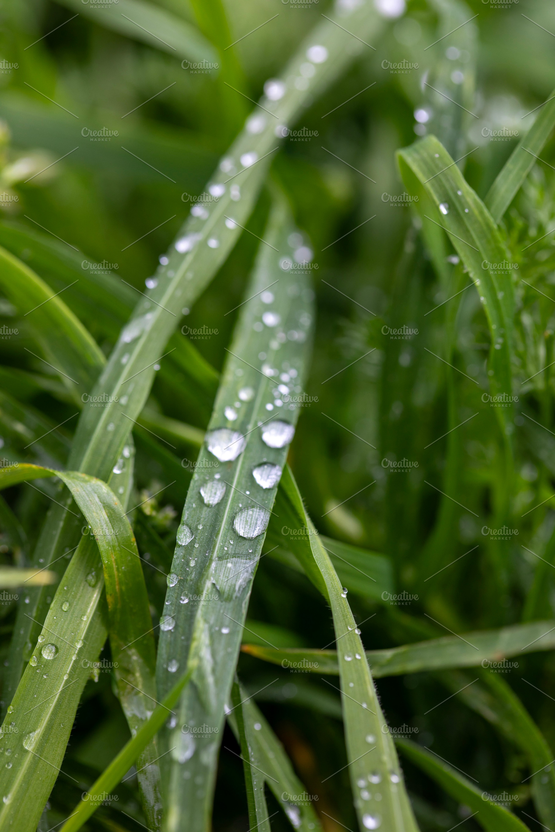 Dewdrops glisten on green grass blades after rain, a Nature Photo by OSORIOartist