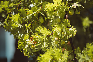Green Acorns on Sunlit Oak Branches, a Nature Photo by SkyNext