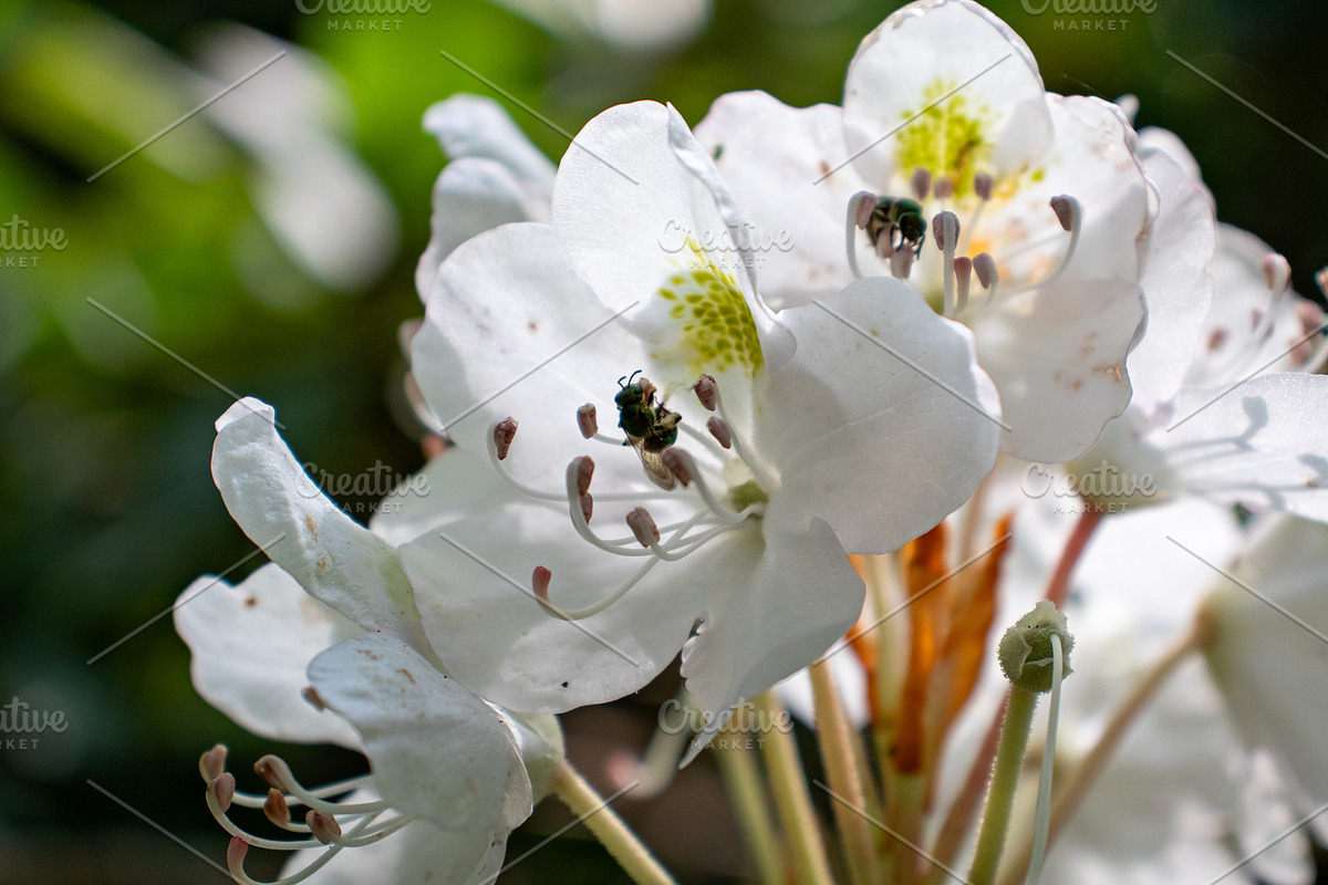 Mushrooms In The Forest Photography, a Nature Photo by Full Circle Design Studio (Photo 4 of 38)