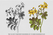 Hand drawn medicinal herbs, a Healthcare Illustration by handsketched (Thumbnail 8 of 14)