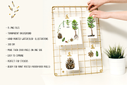 Pine Tree Life Cycle Set, an Education Illustration by Tati Bordiu (Thumbnail 3 of 5)